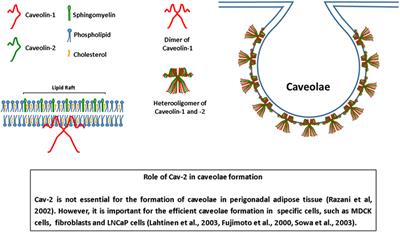 Caveolin-1 and Caveolin-2 Can Be Antagonistic Partners in Inflammation and Beyond